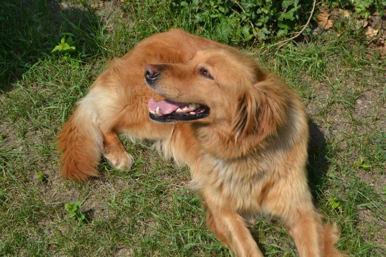 Agroturystyka Burylowka Osiecznica 外观 照片